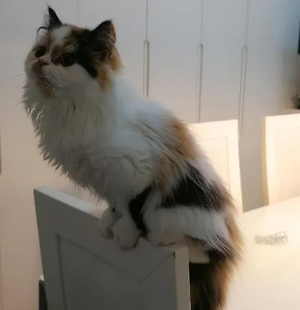 Privat bolig Silver *