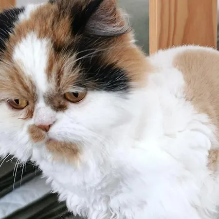 Silver Séjour chez l'habitant Nazaré