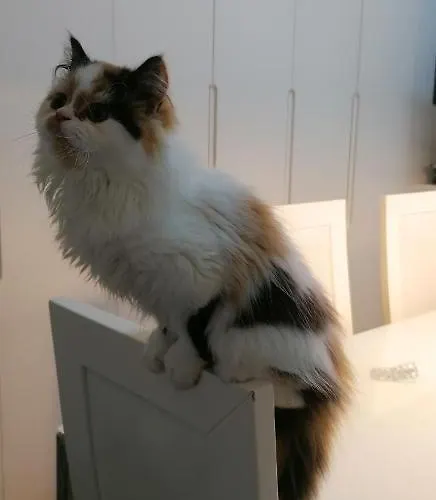 Séjour chez l'habitant Silver *