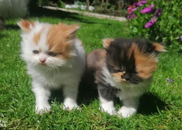 Silver Séjour chez l'habitant