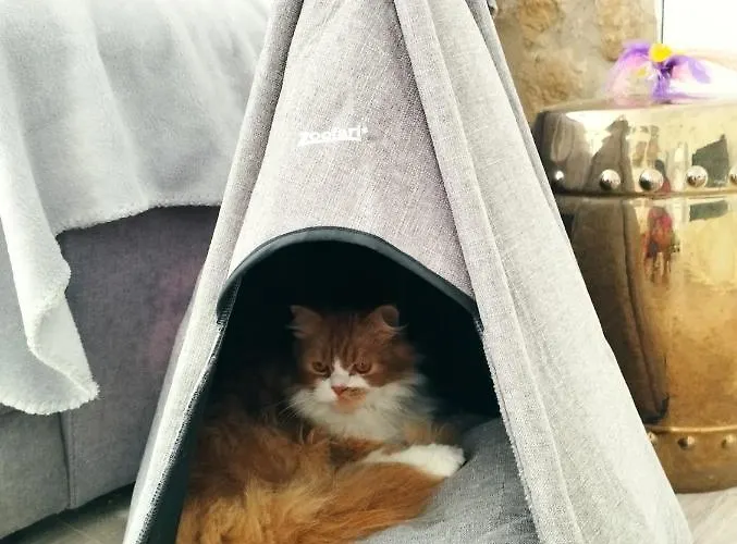 Silver Séjour chez l'habitant *