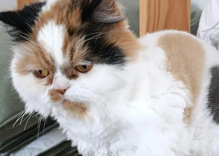 Silver Séjour chez l'habitant Nazaré