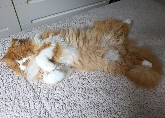 Séjour chez l'habitant Silver